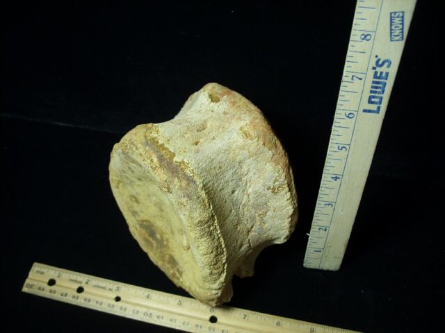 Carcharodontosaurus Dinosaur Vertebra (021022d)... HOLD for BRUCE B 02/11/22 - Image 2