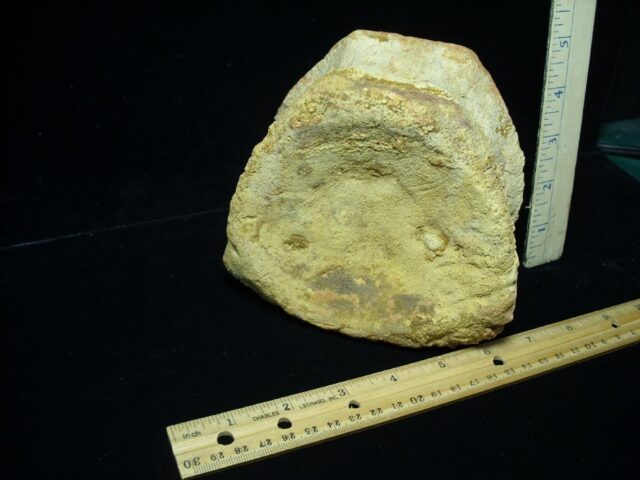 Carcharodontosaurus Dinosaur Vertebra (021022d)... HOLD for BRUCE B 02/11/22 - Image 3