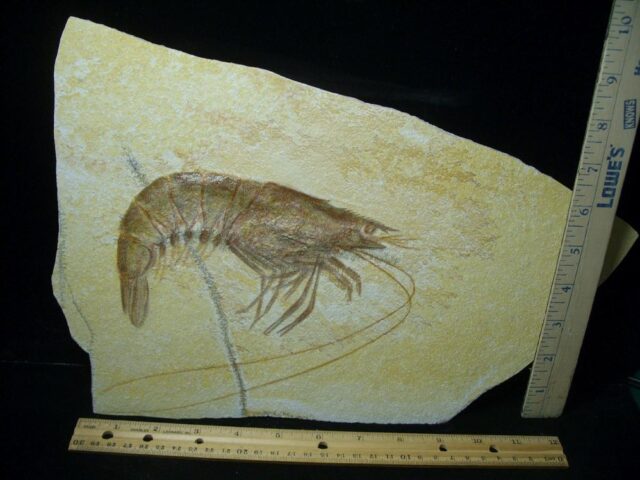 Very Large Fossil Shrimp Specimen (021022f)