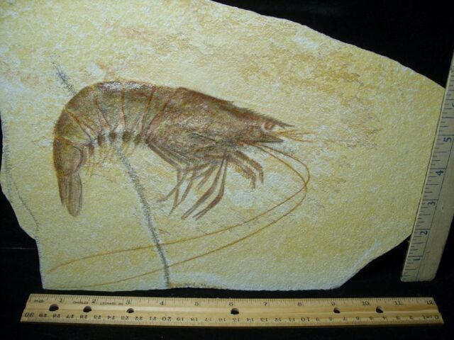 Very Large Fossil Shrimp Specimen (021022f) - Image 2
