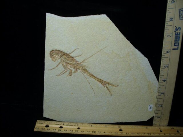 Solnhofen Fossil Lobster (021022g)