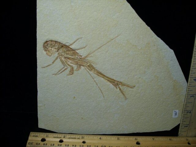 Solnhofen Fossil Lobster (021022g) - Image 2