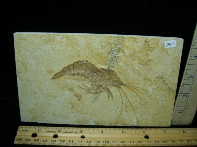 Fossil Shrimp Specimen (021022k)