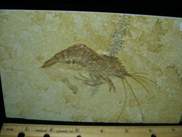 Fossil Shrimp Specimen (021022k) - Image 2