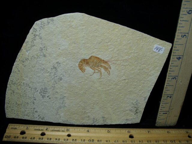 Small Fossil Lobster  (021022m)