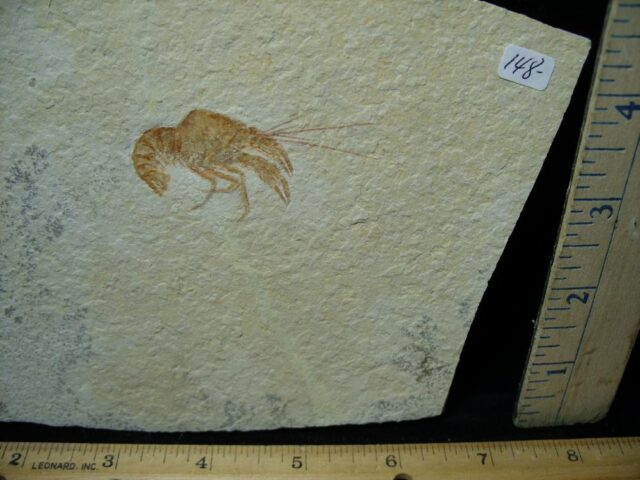 Small Fossil Lobster  (021022m) - Image 2
