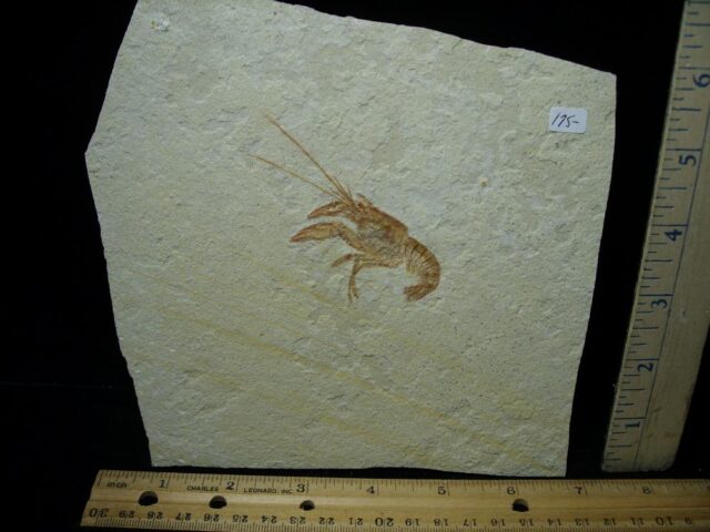 Fossil Lobster  (021022n)