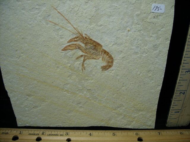 Fossil Lobster  (021022n) - Image 2