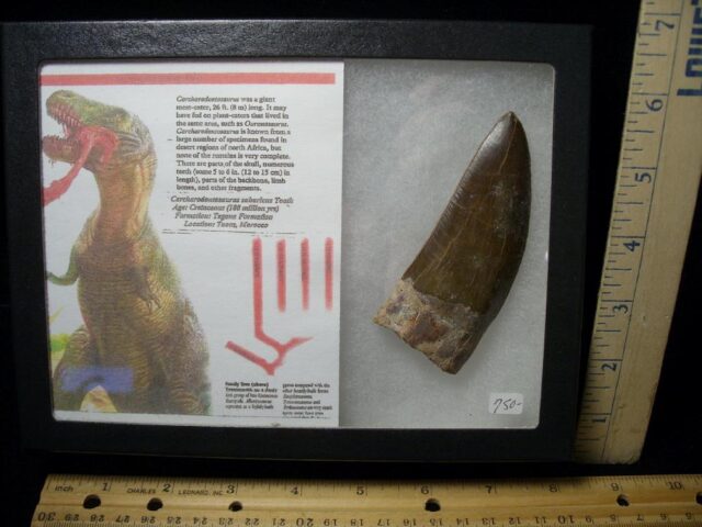 Large Authentic Carcharodontosaurus Dinosaur Tooth (021322b)...ON HOLD for Bob E  02/12/22