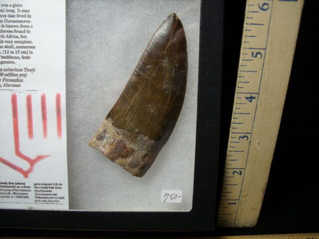 Large Authentic Carcharodontosaurus Dinosaur Tooth (021322b)...ON HOLD for Bob E  02/12/22 - Image 2