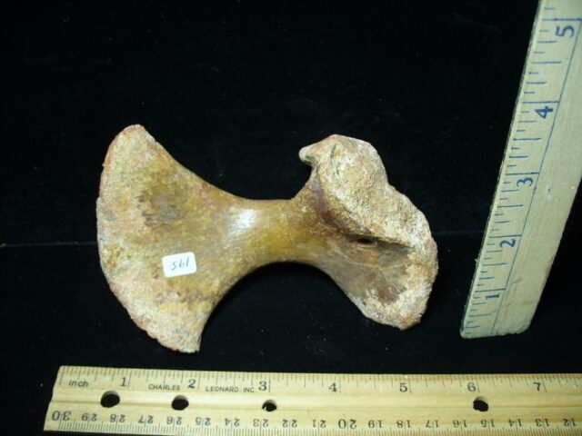 Mosasaur upper Flipper Bone (021422e) - Image 2