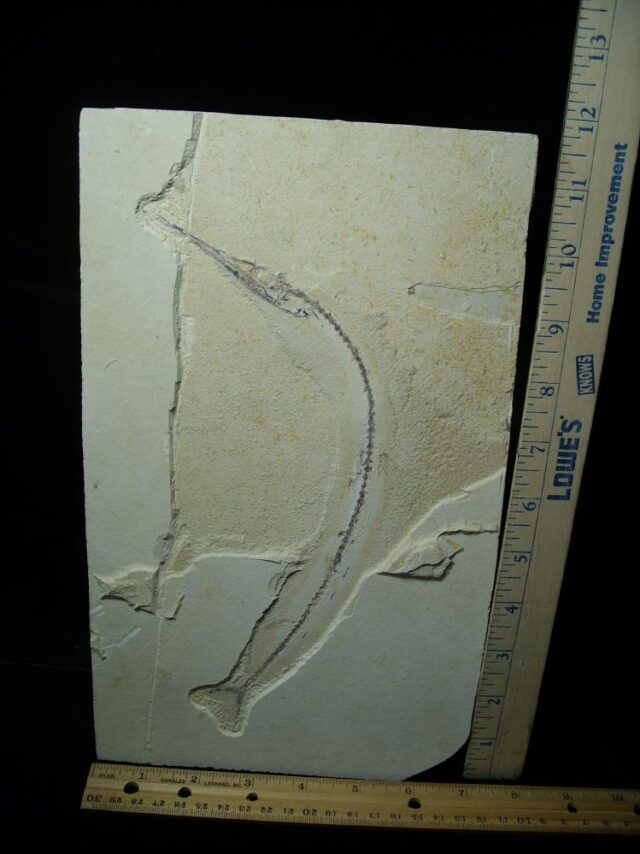 Lebanese Fossil  Pipe Fish (021422g)