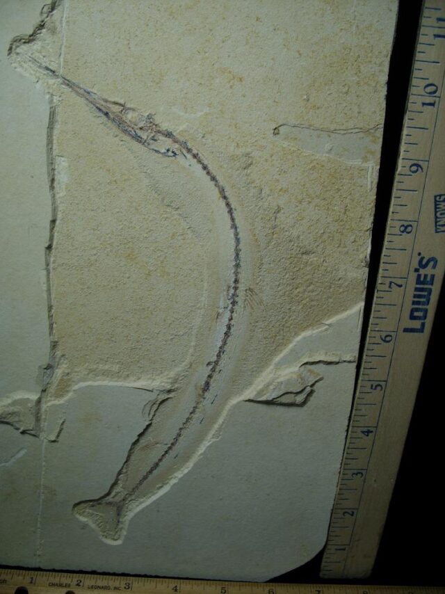Lebanese Fossil  Pipe Fish (021422g) - Image 2