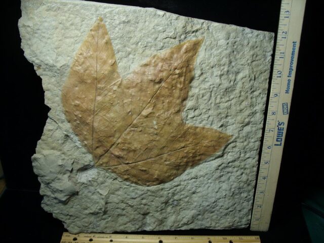 Massive Fossil Sycamore Leaf  (021422j)
