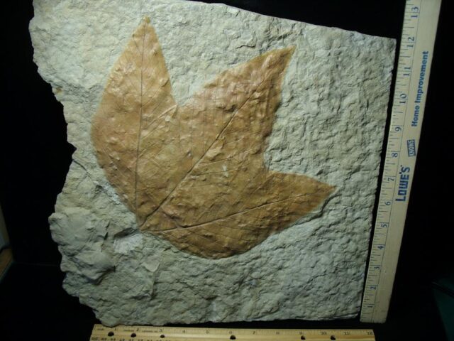 Massive Fossil Sycamore Leaf  (021422j) - Image 2