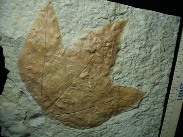Massive Fossil Sycamore Leaf  (021422j) - Image 3