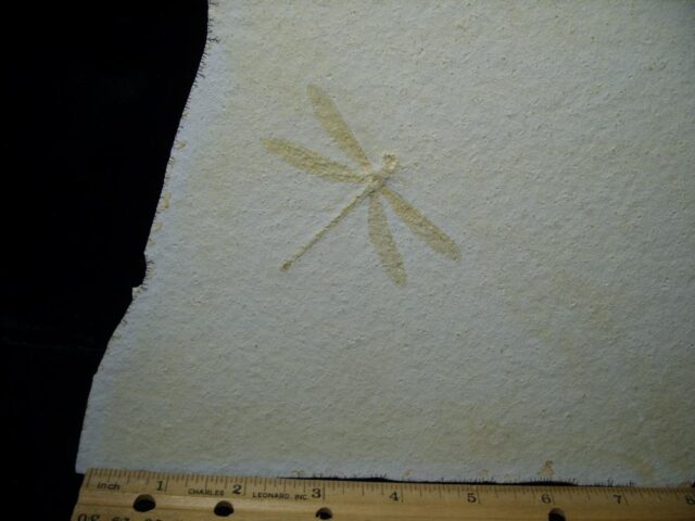 Fossilized “Dragonfly ” in Matrix  (021322g - Image 2
