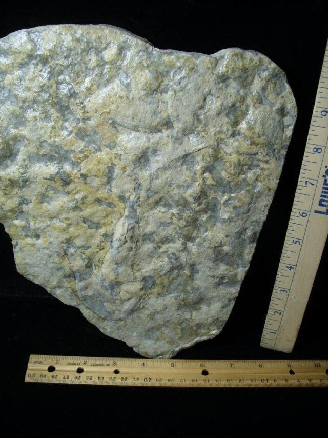 DINOSAUR TRACK  (021522a) - Image 3