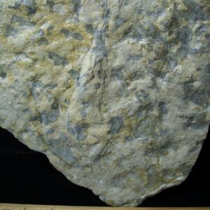 DINOSAUR TRACK  (021522a)