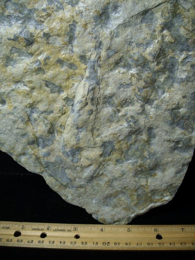 DINOSAUR TRACK  (021522a)