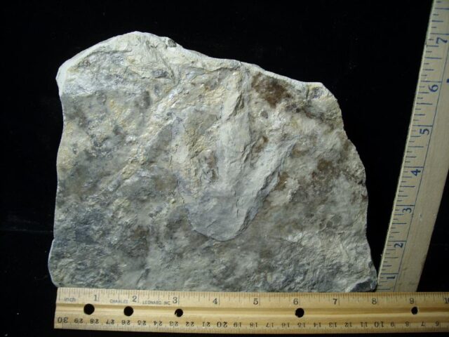 DINOSAUR TRACK  (021522b) - Image 3