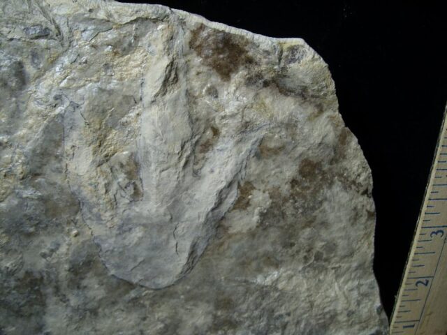 DINOSAUR TRACK  (021522b)