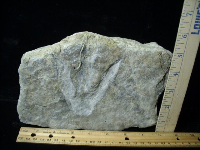DINOSAUR TRACK  (021522c)