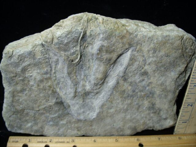 DINOSAUR TRACK  (021522c) - Image 3