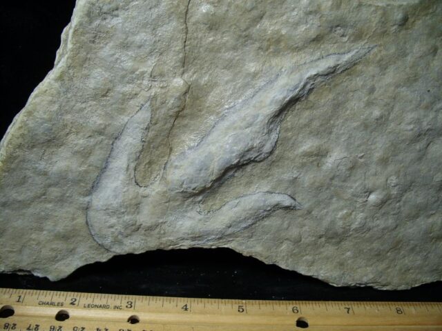 DINOSAUR TRACK  (021522d) - Image 3