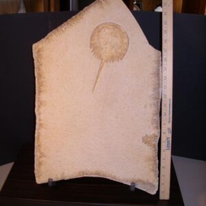 Solnhofen Fossil Horseshoe Crab with Tracks  (021522g)