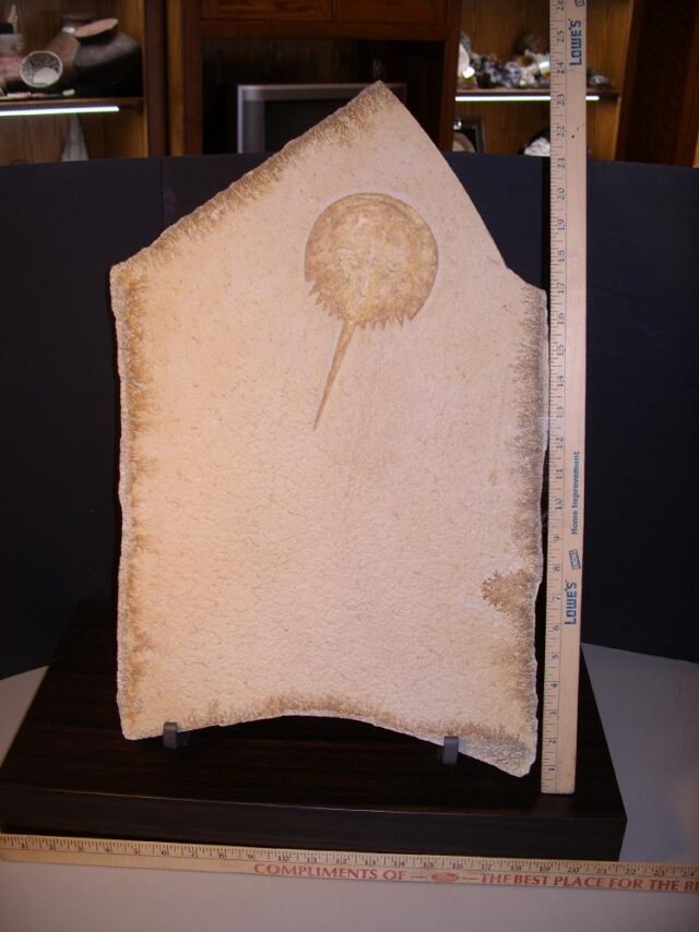Solnhofen Fossil Horseshoe Crab with Tracks  (021522g)