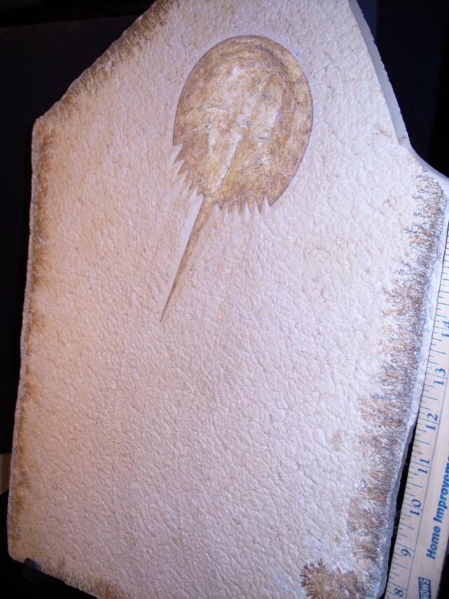 Solnhofen Fossil Horseshoe Crab with Tracks  (021522g) - Image 3