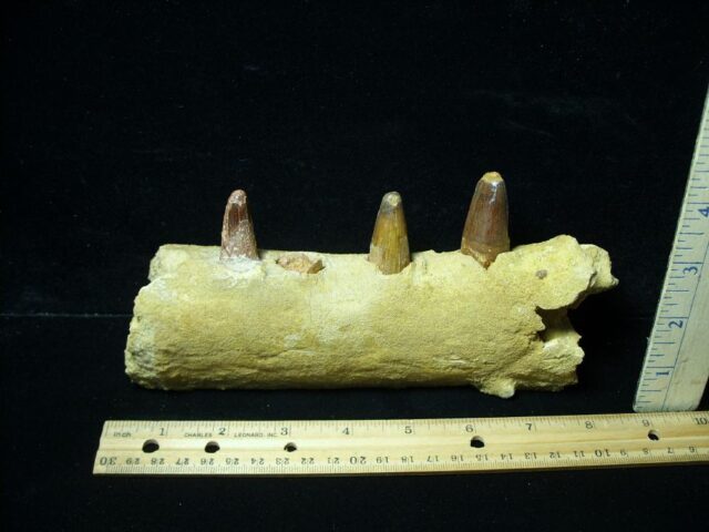 Fossil Crocodile Jaw(021522e)