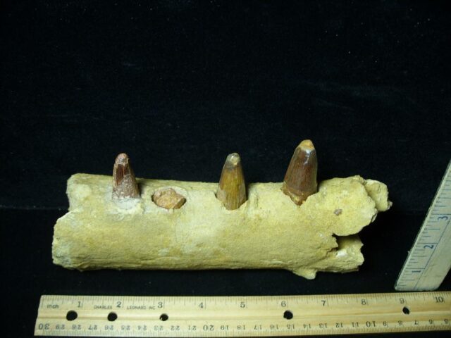 Fossil Crocodile Jaw(021522e) - Image 2