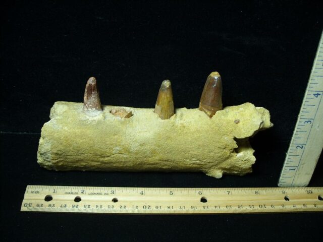 Fossil Crocodile Jaw(021522e) - Image 3
