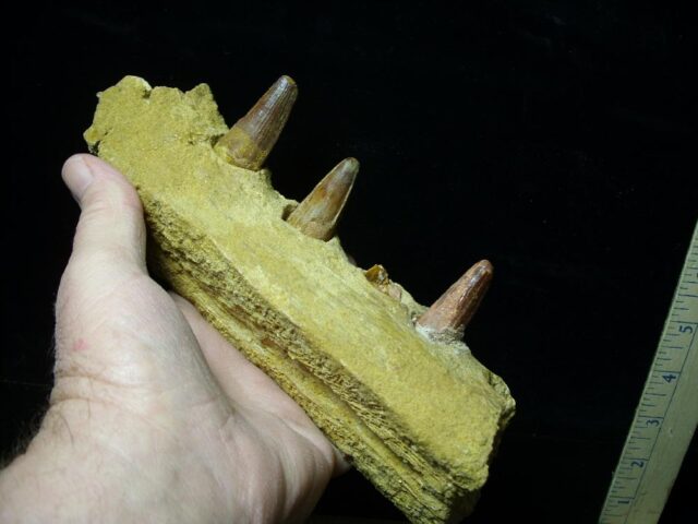 Fossil Crocodile Jaw(021522e) - Image 4
