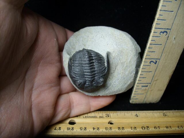 Fossilized Trilobite – Hollardops sp. (021922k)