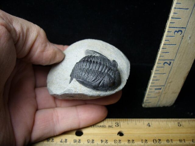Fossilized Trilobite – Hollardops sp. (021922k) - Image 2