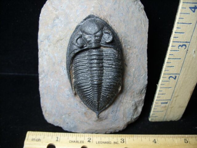 Fossilized Trilobite – Odontochile  (021922v)