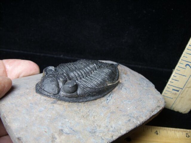 Fossilized Trilobite – Odontochile  (021922v) - Image 2