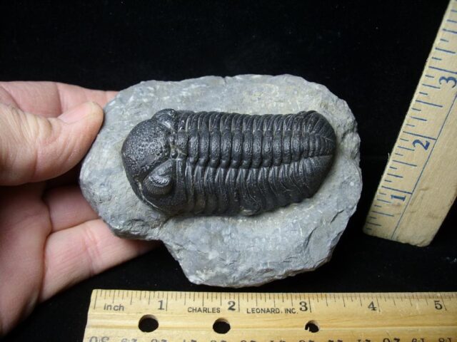Fossilized Trilobite – Austerops  (021922k)