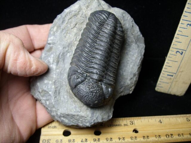 Fossilized Trilobite – Austerops  (021922k) - Image 2
