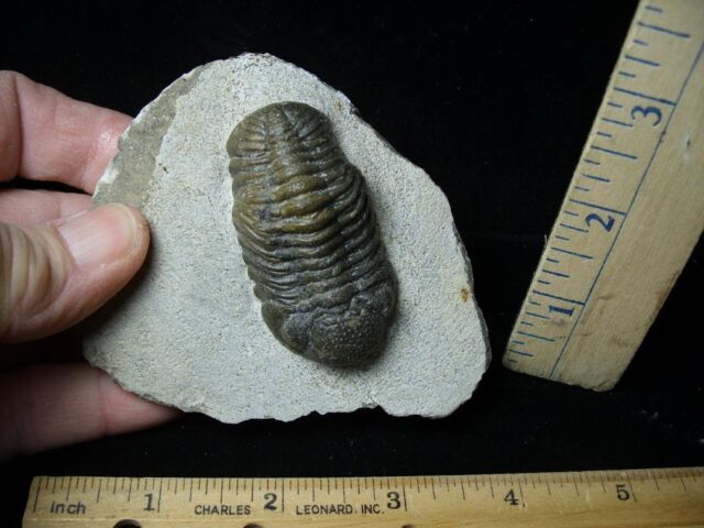 Fossilized Trilobite – Phacops   (021922s)