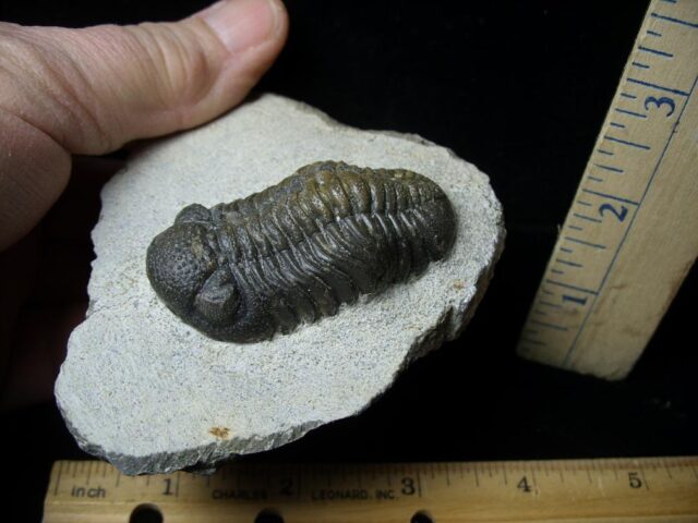 Fossilized Trilobite – Phacops   (021922s) - Image 2