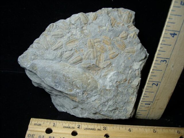 Fossilized Trilobite Mass Assemblage  (021922q)