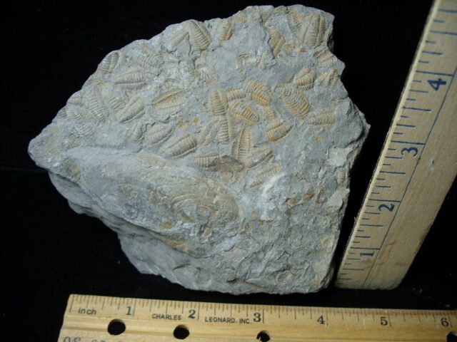 Fossilized Trilobite Mass Assemblage  (021922q) - Image 2