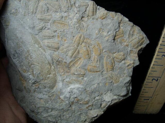 Fossilized Trilobite Mass Assemblage  (021922q) - Image 3