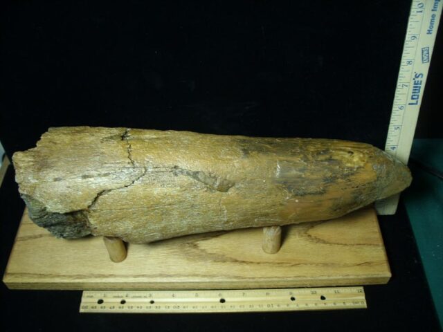 Triceratops Brow Horn (022022t)....On HOLD for MATT R..02/20/22 - Image 4