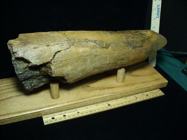 Triceratops Brow Horn (022022t)....On HOLD for MATT R..02/20/22 - Image 3