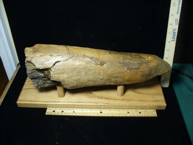 Triceratops Brow Horn (022022t)....On HOLD for MATT R..02/20/22